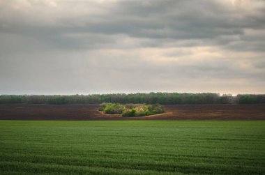 Yeşil çayır manzarası, güzel bir arka plan.