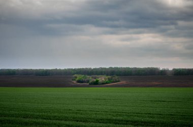 Yeşil çayır manzarası, güzel bir arka plan.