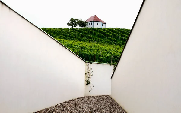 Üzüm bağı. Üzüm ekimi ve yağmurlu havada şaraphaneye giriş.