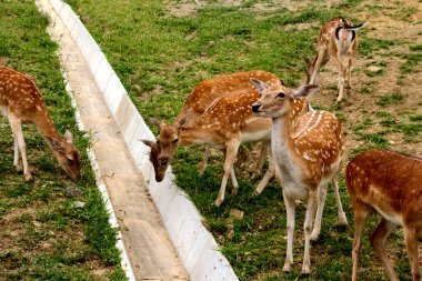 Kırmızı Kitap 'ta nesli tükenmekte olan bir grup benekli geyik olarak listelenmiş. Slovenya 'ya Seyahat.