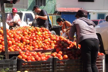 Merida, Venezuela - 4 Nisan 2017: Bu sabah kentteki Soto Rosa pazarından domates alan bilinmeyen tüketiciler.