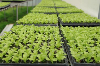 Ortak marul yeşil evde yetiştirilen.