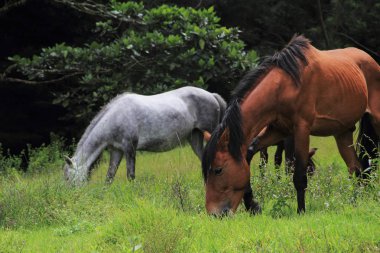 Merida kırsalında otlayan iki at.