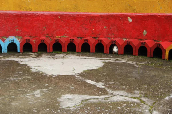 Merida, Venezuela kırsal taraflarında tavşan bahisleri yeri.