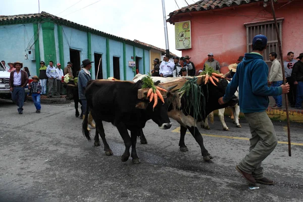 Μέριδα Βενεζουέλα Μαΐου 2017 Βόδια Στολισμένα Λουλούδια Και Λαχανικά Κατά — Φωτογραφία Αρχείου