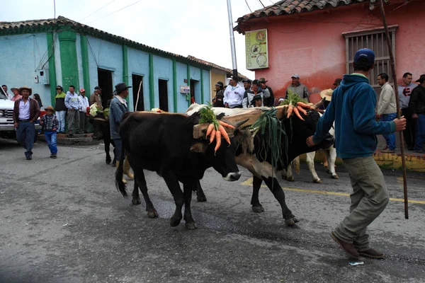 Merida Venezuela Május 2017 Ökrök Díszítették Virágok Zöldségek Során Fesztivál — Stock Fotó