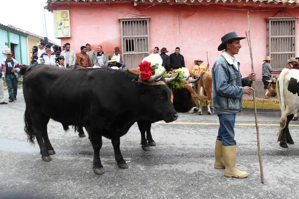 委内瑞拉梅里达 2017年5月15日 在穆库奇斯村的节日场合 Oxen用鲜花和蔬菜装饰 — 图库照片