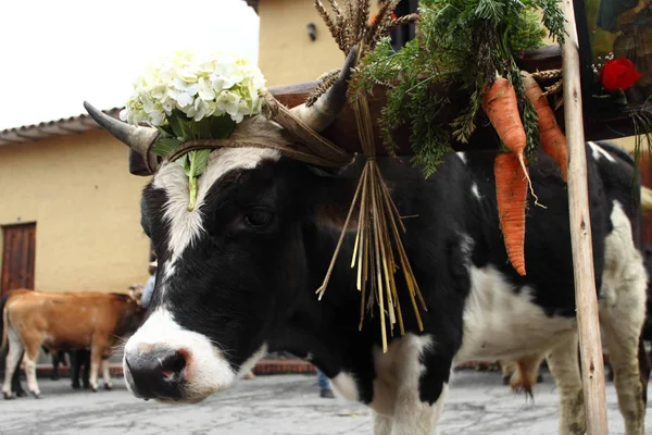 Ökrök Díszítették Virágok Zöldségek Során Fesztivál Alkalmával Mucuchies Falu — Stock Fotó