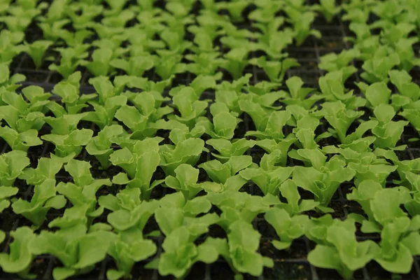 Common lettuce grown in green house.