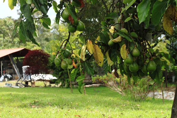 Avacato Frutas Crudas —  Fotos de Stock