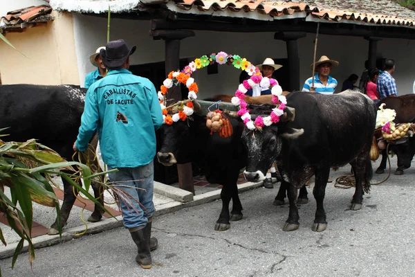 Cacute Venezuela Május 2017 Ismeretlen Ember Húzza Virág Díszítették Bikák — Stock Fotó