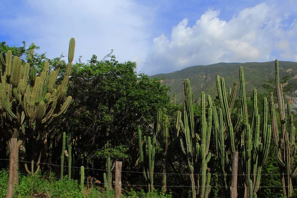 Cactii Planten Landelijke Kant Van Merida Venezuela — Stockfoto