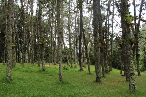 Les Mucuy Forest Venezuele — Stock fotografie