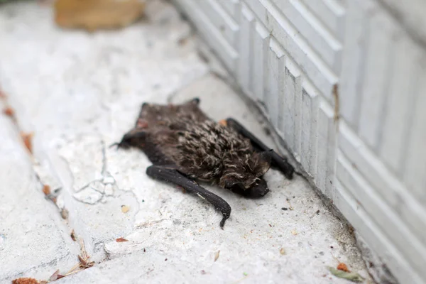 Pequeño Murciélago Dormido Ciudad —  Fotos de Stock