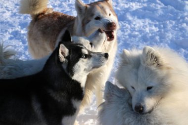 Sadece güzel bir husky yüz