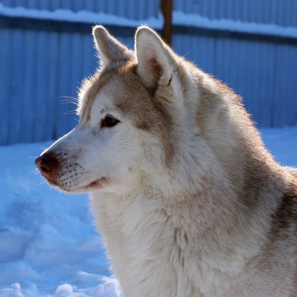 Prostu Miło Twarz Husky — Zdjęcie stockowe