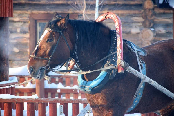 Холодная Дышащая Лошадь Деревянным Домом — стоковое фото