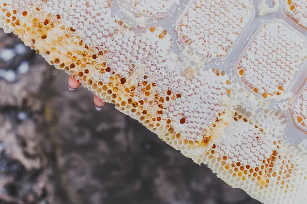 Makra Specjalny Miód Lipowy Zbliżenie Sypkie Bee Ogród Naturalne Produkty — Zdjęcie stockowe