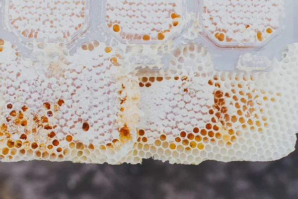 Special honey comb, close up, flowing, bee-garden, natural products,apiary — Stock Photo, Image