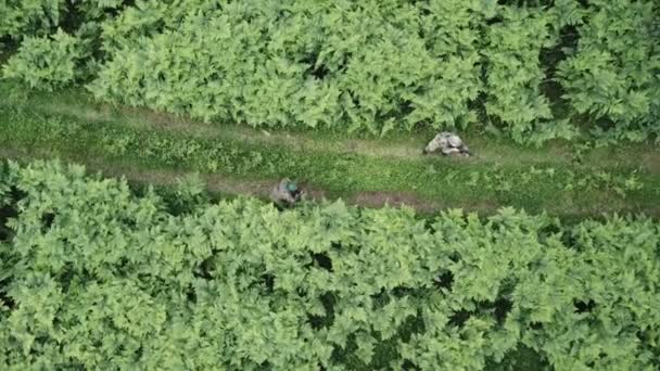 Soldat Patrouille Dans Drone Forestier — Video