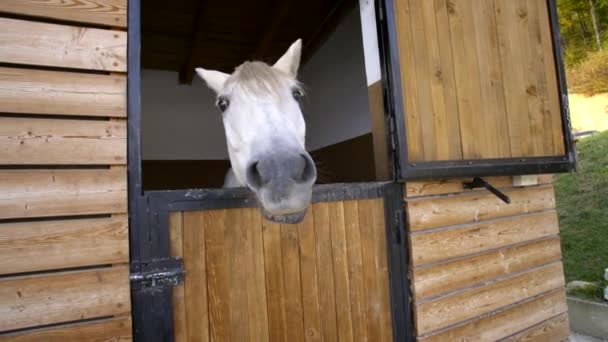 Caballo Blanco Establo Mostrando Dientes — Vídeo de stock