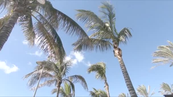 Camera Fly Palm Trees — Stock Video