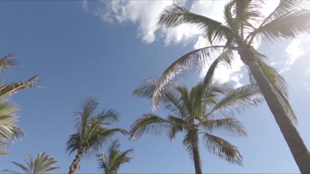 Camera Fly Palm Trees — Stock Video