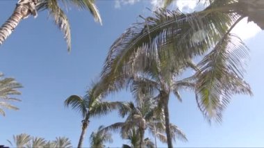 Palmiye ağaçları arasında kamera sinek