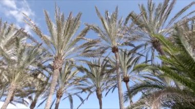 Palmiye ağaçları arasında kamera sinek