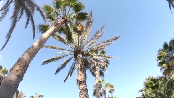 Palmiye Ağaçları Arasında Kamera Sinek — Stok video