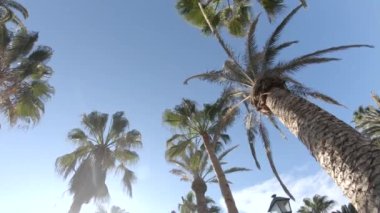 Palmiye ağaçları arasında kamera sinek