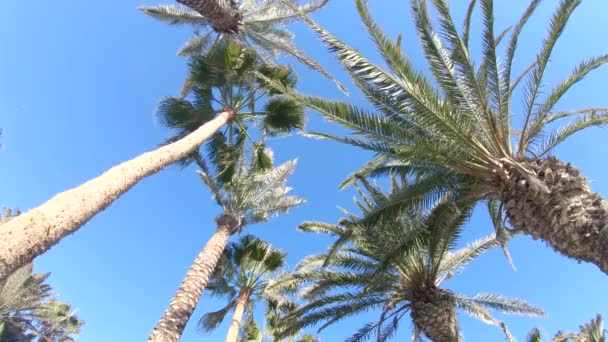 Camera Fly Palm Trees — Stock Video