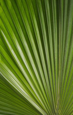 Palma fotoğraf. Palmiye yaprak fotoğraf. Palmiye yaprak bir doku olduğunu. Palm zemin. Fotoğraf palmiye yaprak doku