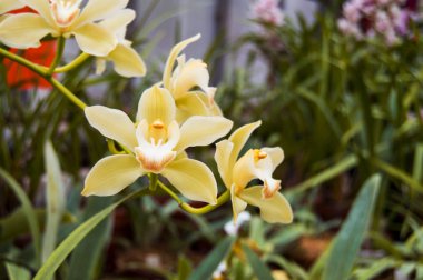 Sarı orkide çiçek. Phalaenopsis orkide çiçek sarıdır. Yatay fotoğraf çiçek. Botanik Bahçesi. Sarı çiçekli masaüstü arka plan