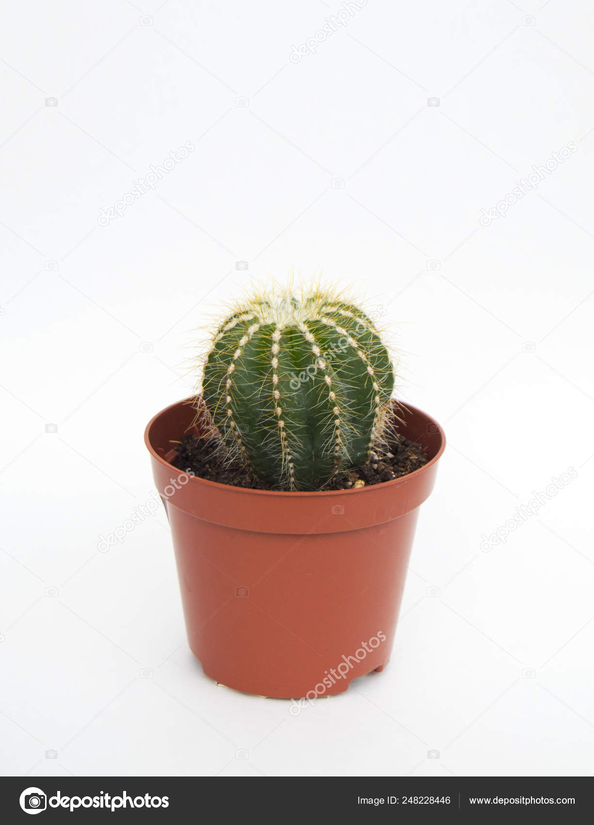 Little Cactus White Background Green Home Plants Flower Pot Vertical Stock Photo Image By C Pinky Rabbit 248228446