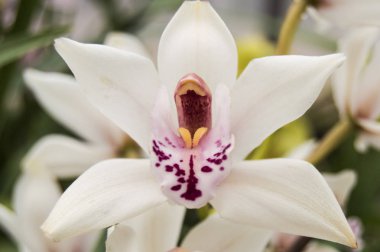 Serada pembe orta ile beyaz orkide çiçek