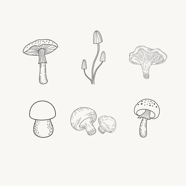 Set of mushrooms. Vector illustration of mushrooms in doodle style. Black and white engraving. Amanita, champignons