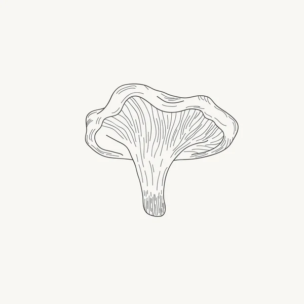Chanterelles Vector Hand Drawn Illustration Black White Engraving Mushroom — Stock Vector
