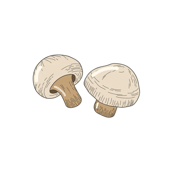 Cogumelos Champignon. Vector desenho à mão livre em estilo doodle. Ilustração colorida — Vetor de Stock