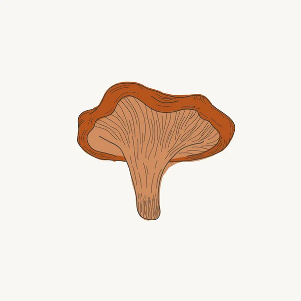 Chanterelles.Color vetor desenhado à mão ilustration.Engraving de um cogumelo — Vetor de Stock