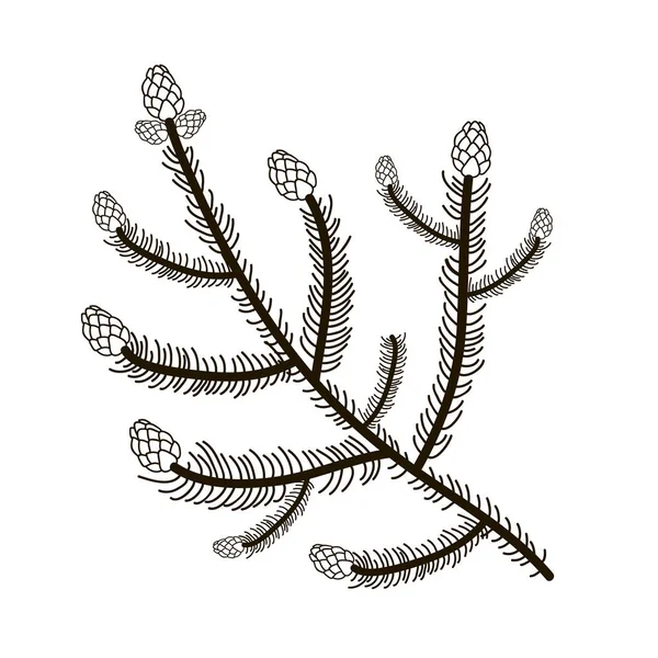 Illustration eines Tannenzweiges mit Zapfen. Vektor lineare Zeichnung von Hand. — Stockvektor