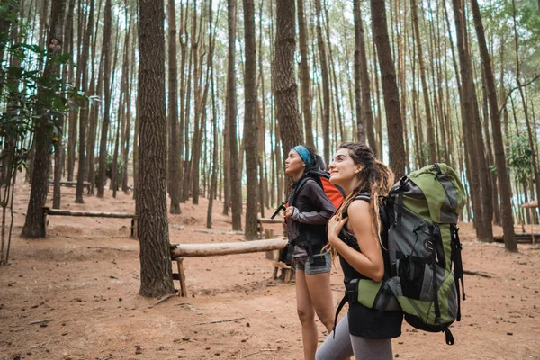 Dos amigos haciendo senderismo en bosque de pino —  Fotos de Stock