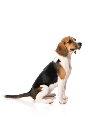 Av köpeği beyazı izole etmiş. 