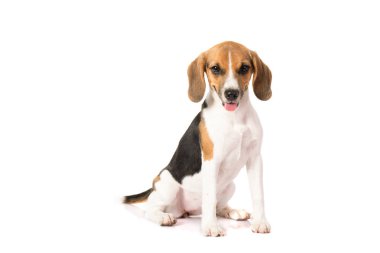 Av köpeği beyazı izole etmiş. 