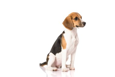 Av köpeği beyazı izole etmiş. 