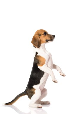 Av köpeği beyazı izole etmiş. 