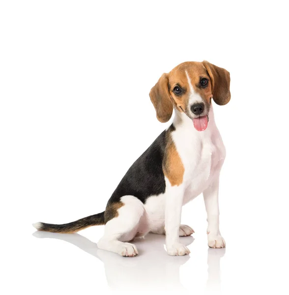 Beagle dog isolated on white — Stock Photo, Image