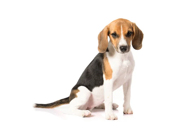 Σκύλος Beagle απομονωμένος σε λευκό — Φωτογραφία Αρχείου