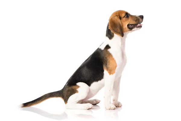 Cão beagle isolado em branco — Fotografia de Stock