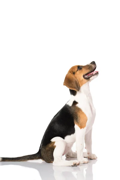 흰 바탕에 고립되어 있는 비글 개 — 스톡 사진